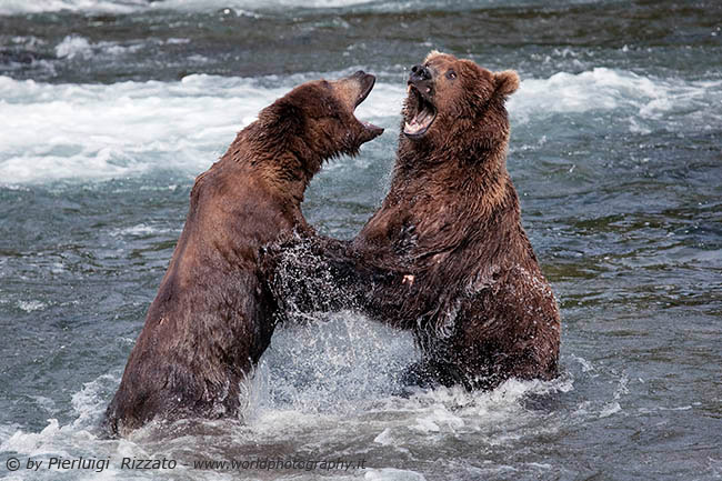 Bears fight